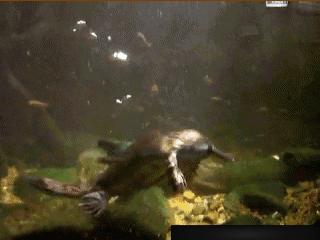 刚生出来的鸭嘴兽是什么样的,鸭嘴兽为什么是未进化的哺乳动物