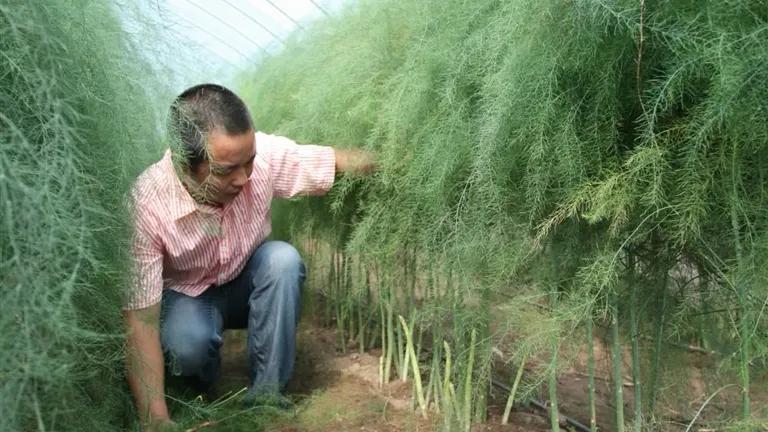 白色总比绿色贵,其实都是智商税,以后别被骗了,网友:都是炒作