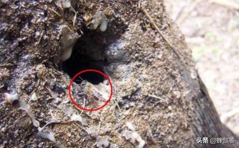 挖不开撬不动的深洞蜜怎么取？专家也摇头，农村人的土办法就是好