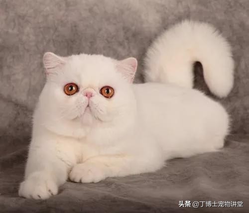 短毛加菲猫为什么不能养,异国短毛猫加菲猫调皮吗