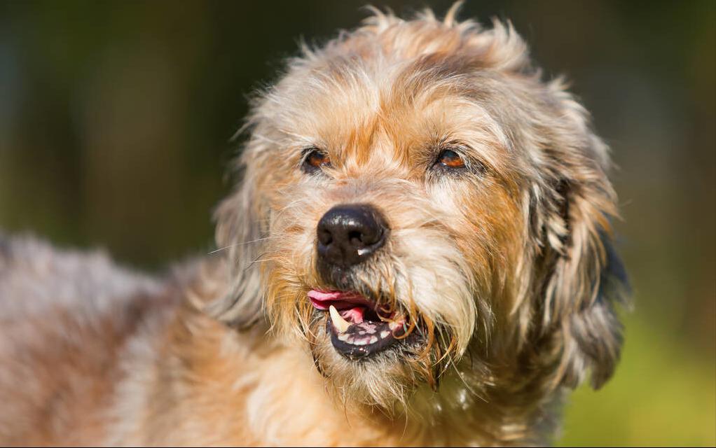 新手养狗怎么教狗狗上厕所,狗狗饲养技巧书籍