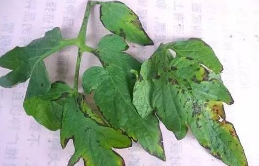 植物细菌性的病害由什么引起的,植物细菌性的病害用什么药