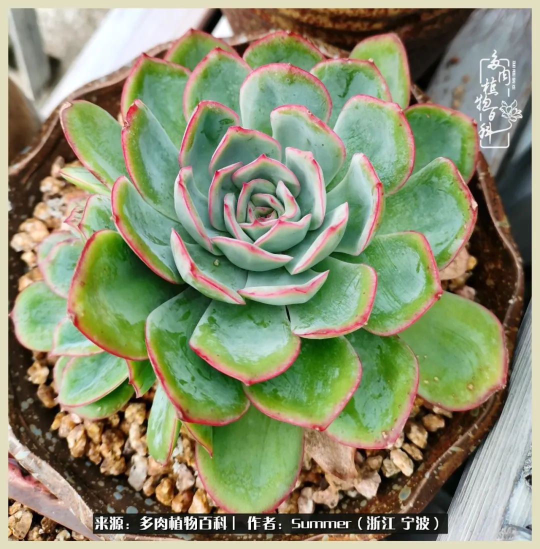 多肉小白新手入门,多肉新手上路请多指教