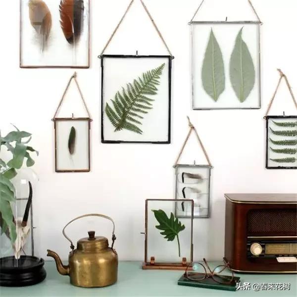 植物标本如何做简单又好看,植物能做什么手工