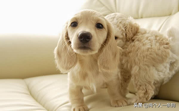 狗狗身上总有虫卵,狗狗身上有虫子驱虫要几次