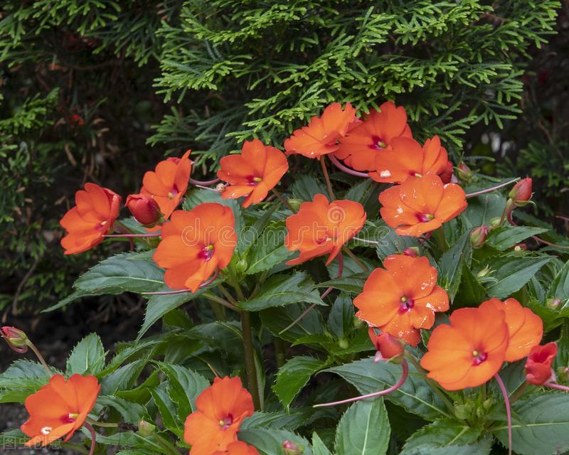 郁郁葱葱的多肉植物,适合阳光足的一年四季开花的植物
