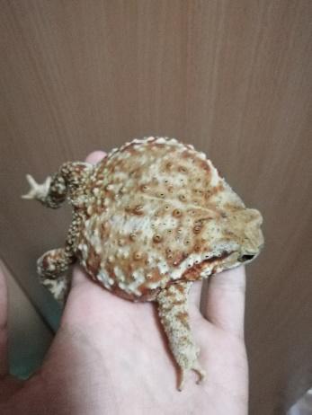 中华蟾蜍的快乐饲养法——养蛤心得分享|肆养来稿