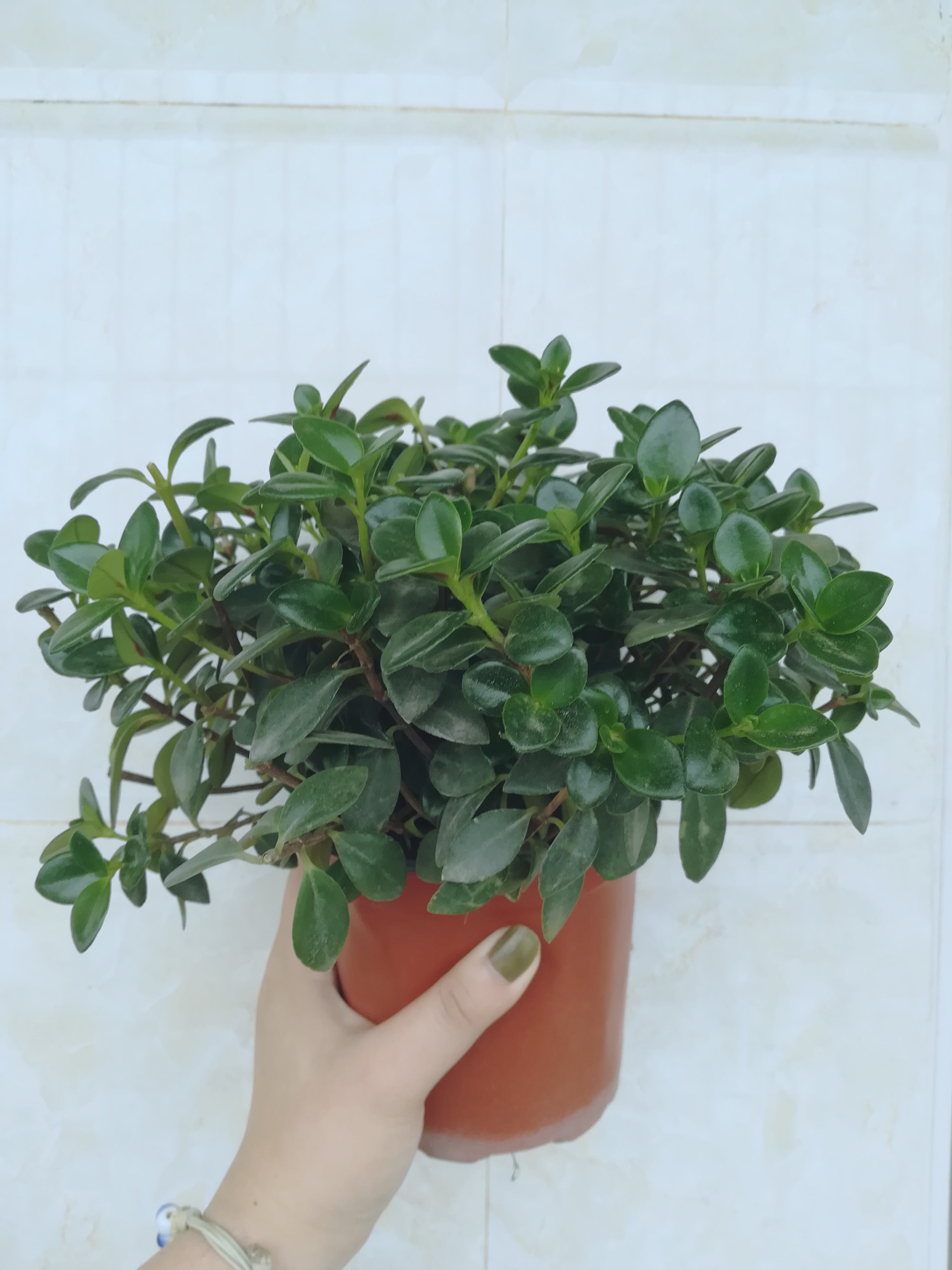 金鱼吊兰掉叶了怎么修剪,金鱼吊兰分了好几个叉怎么修剪