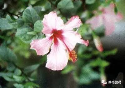 日本国花是什么花啊,全世界各国的国花是什么花