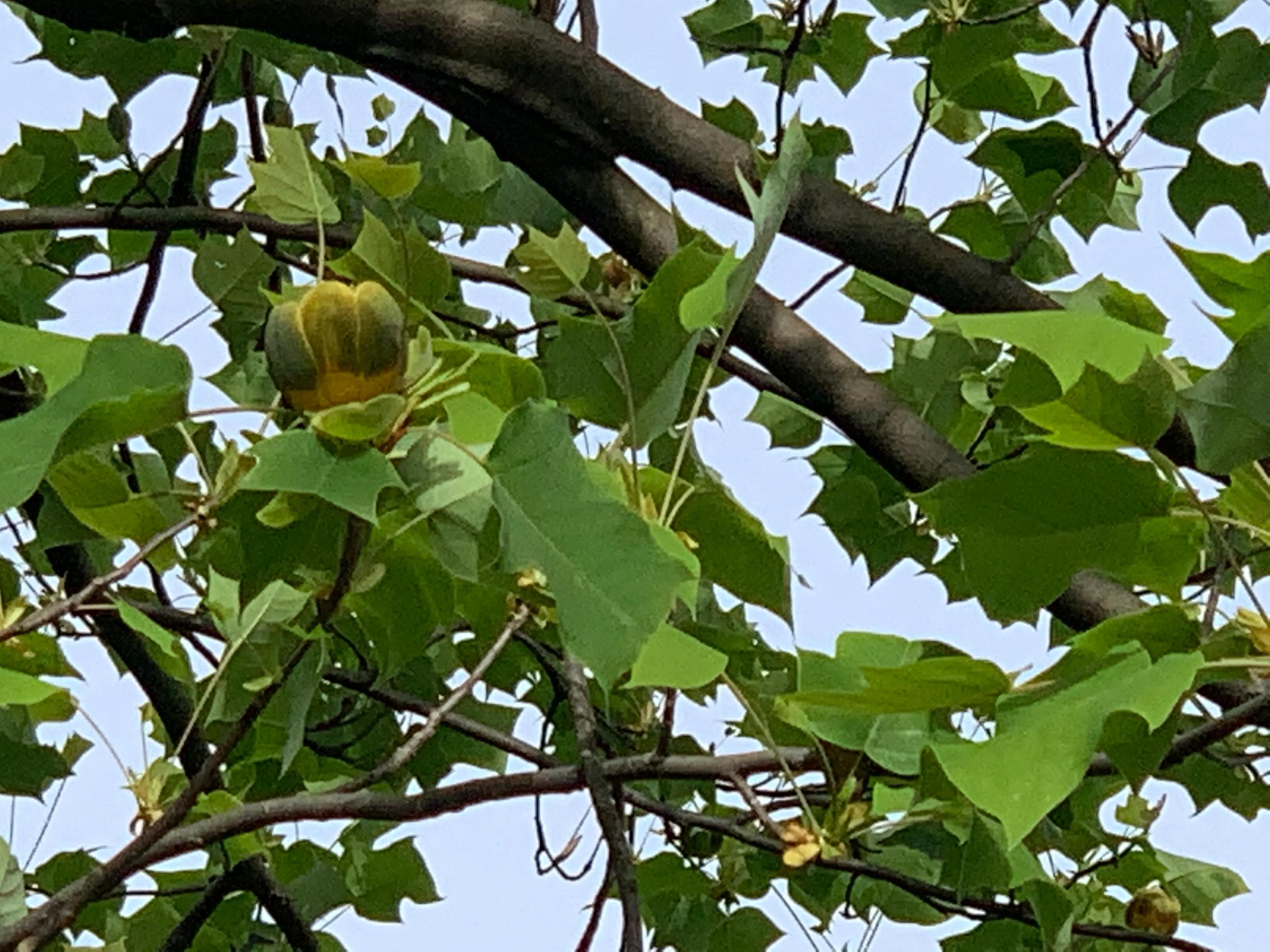 像鹅掌楸的树,小叶鹅掌楸大树