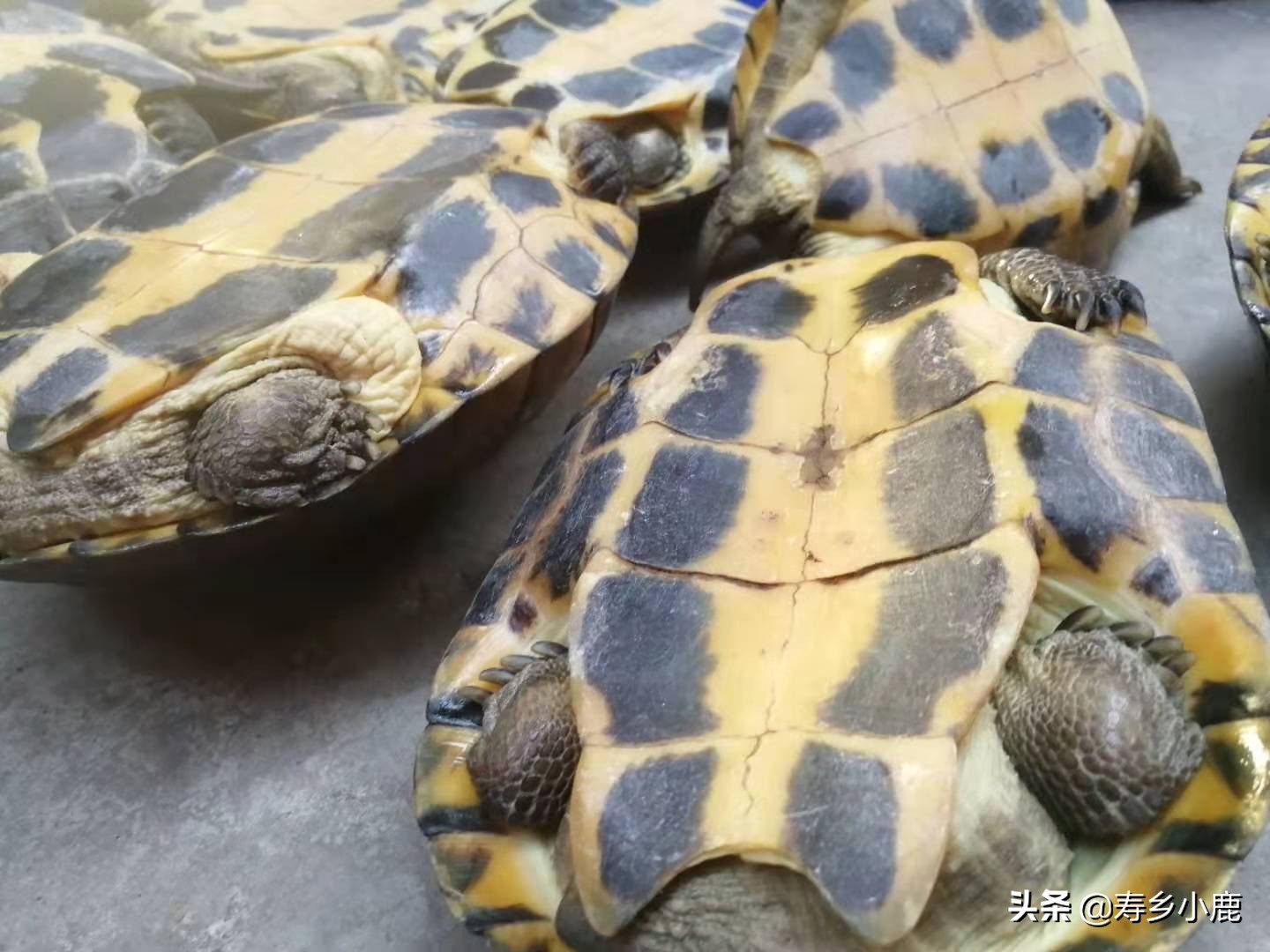草龟是国家二级保护动物吗,捡到国家二级保护动物龟怎么处理