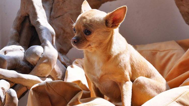 狗狗发烧能吃什么小儿感冒药,狗狗发烧可以打什么退烧针