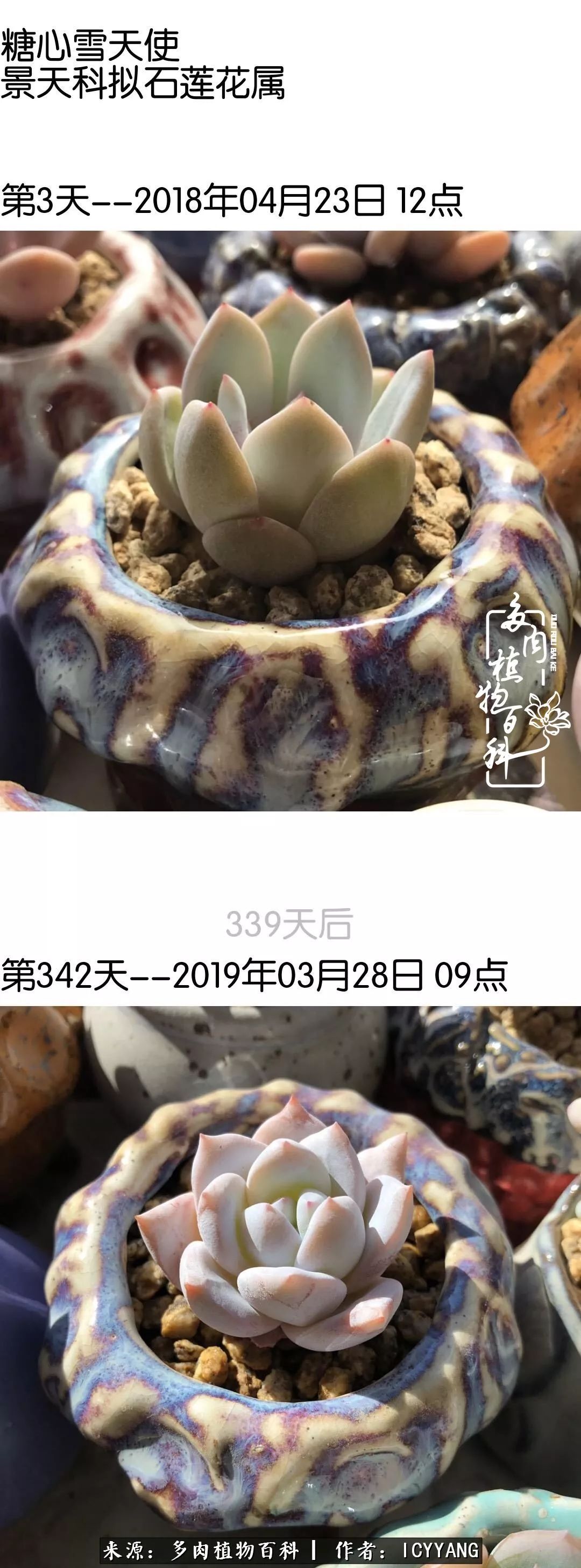 多肉隔着玻璃晒太阳效果好吗,隔着玻璃养的多肉照样长得好