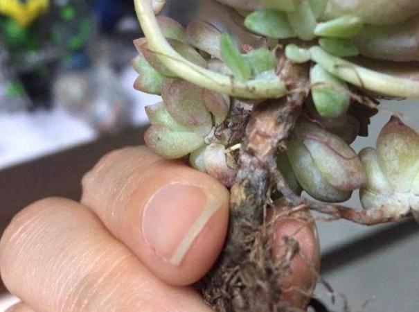 多肉叶子为什么一碰就掉,多肉叶子一碰就掉怎么办