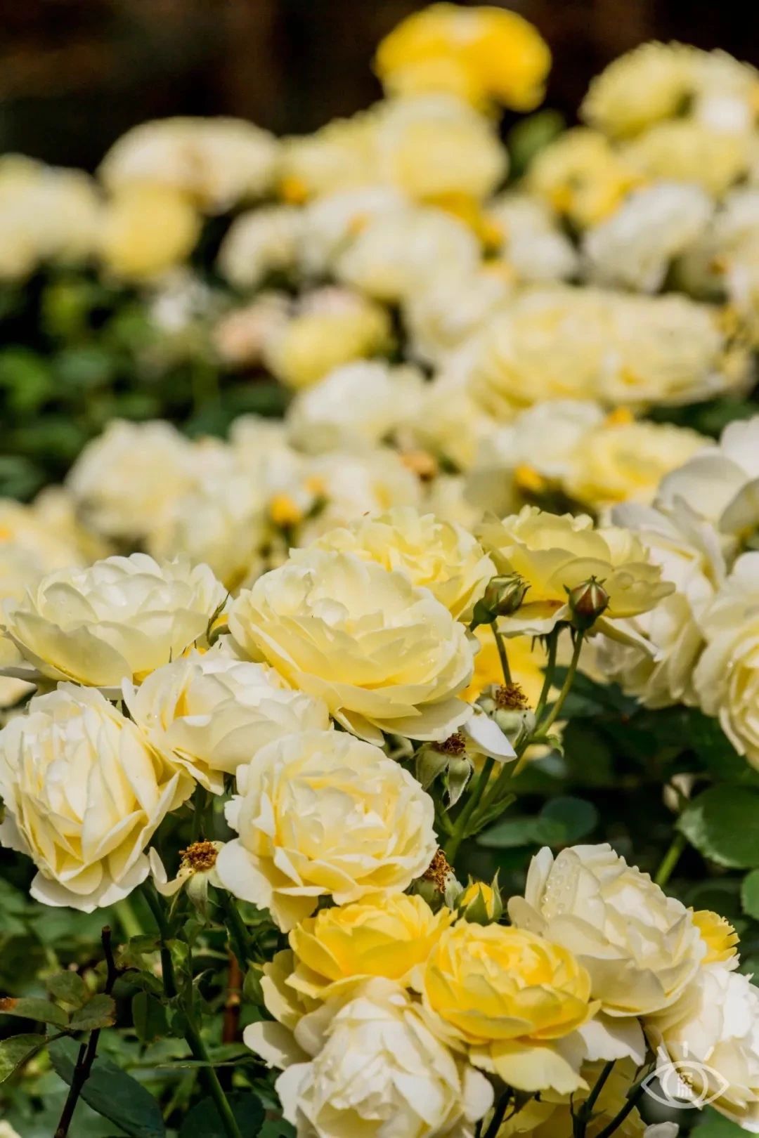 深圳1号线晚上好去处,坐地铁1号线玩遍深圳24个好地方