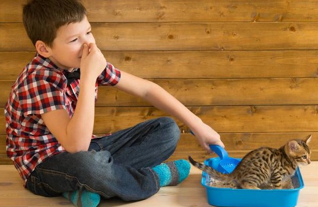 猫咪的尿液奇臭无比?那可能它的这项能力很厉害