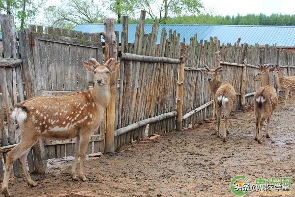 鹿茸的产量与功效,提高鹿茸产量的方法有哪些
