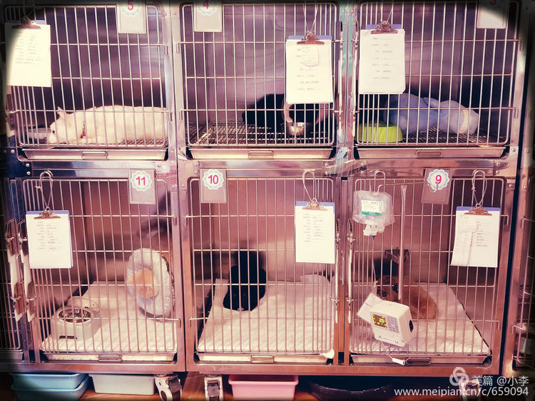 珠海猫猫宠物会所服务商,珠海宠物矫正训练