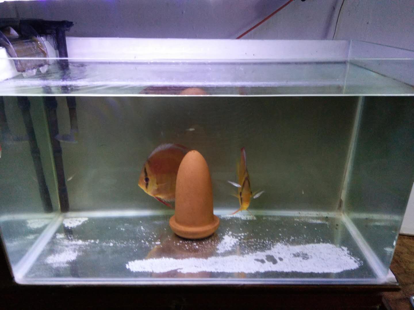 养观赏鱼如何避免繁殖,用什么样的方法养观赏鱼不死