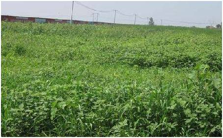 朝日集团最早进入中国,朝日集团公司现状