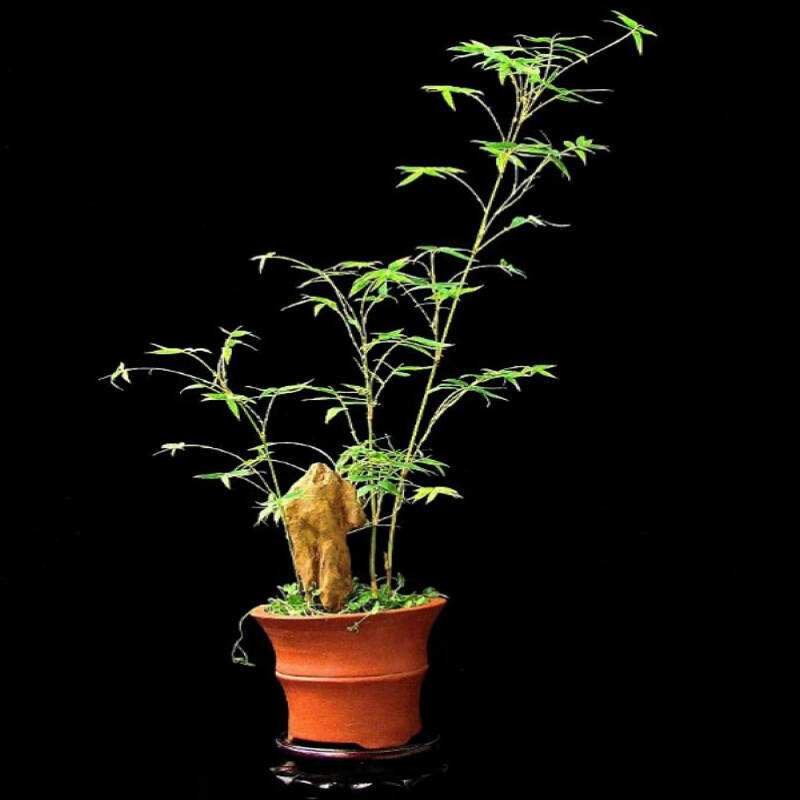 没有院子养不活的植物,既能放盆里又好养的竹子