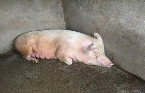 母猪产后不吃食一招解决,母猪产后不吃食的解决方法