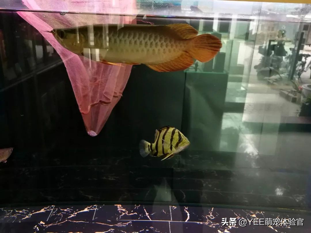 泰虎鱼为什么难养,养虎鱼七大忌讳