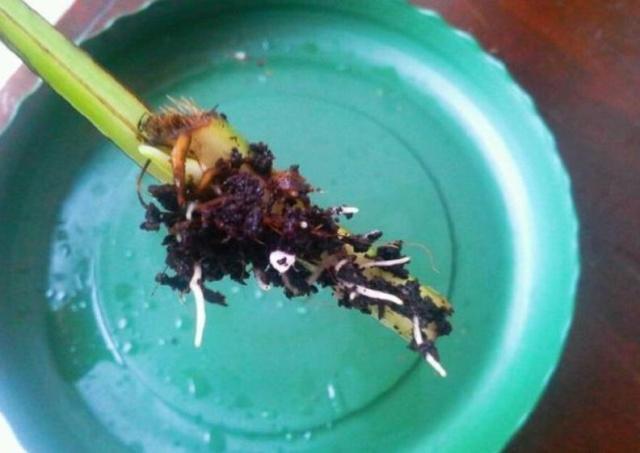 扦插绿萝有妙招这样扦插才是关键,扦插绿萝小技巧一看就会