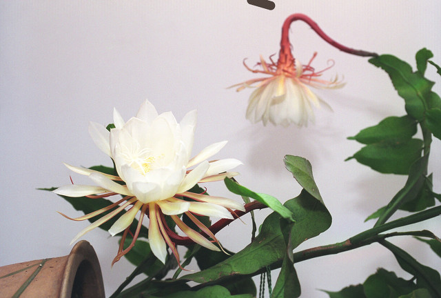 莫泊桑项链反映人什么优点和缺点,喜欢莫泊桑项链的理由