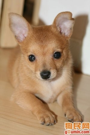 这几种高颜值狗狗你认识哪些,盘点最靠谱的狗狗看看你知道几种