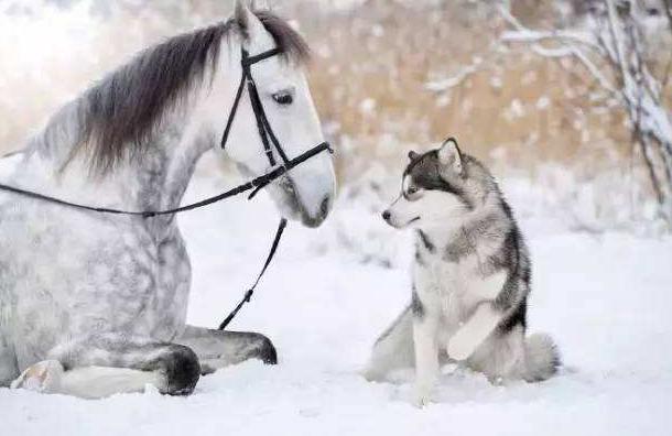 盘点特别耐寒的6种狗狗,狗狗耐寒零下多少度