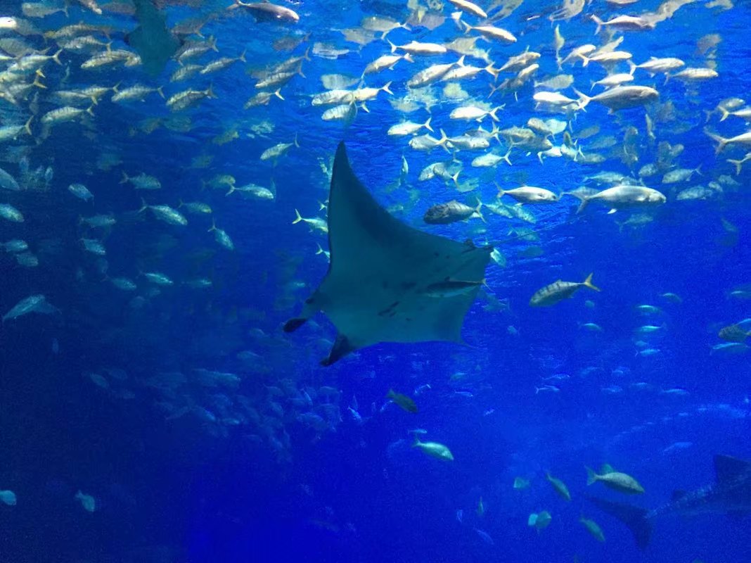 全球最大的长隆海洋公园,沉浸式参观长隆海洋王国