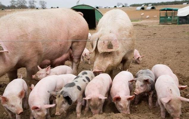 怀孕母猪日常饲养流程,怀孕母猪养殖方法和注意事项