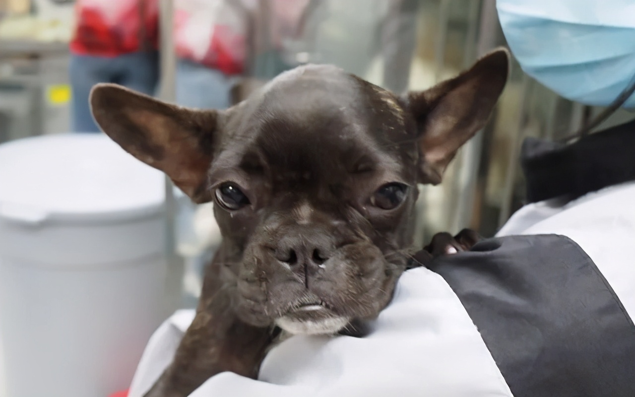 狗狗挑食特别严重怎么办,狗狗挑食最多能饿几天