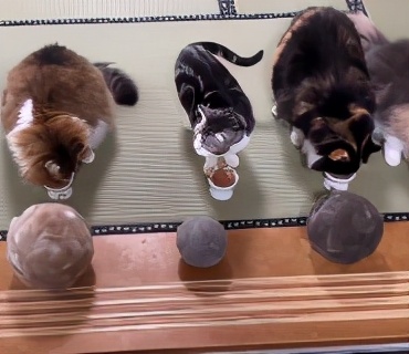 网友晒出5颗巨型毛球，救命！我快要窒息了