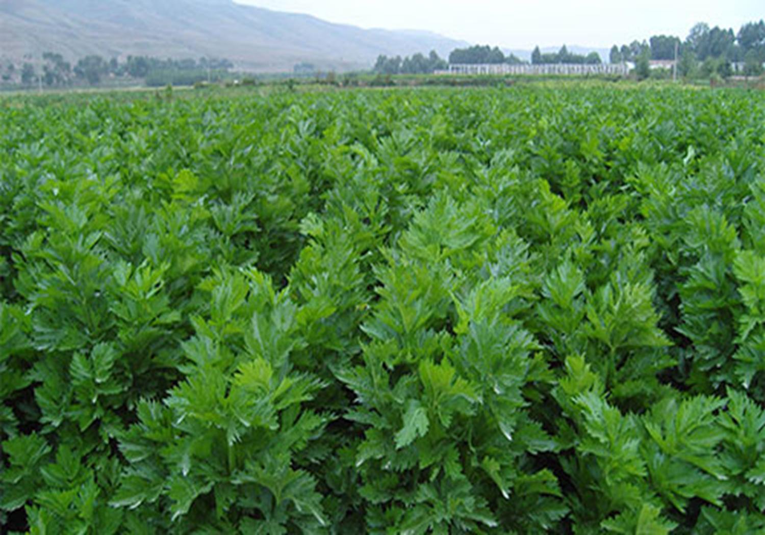 芹菜大棚种植技术和方法,温室种植芹菜有哪些科学育苗方法