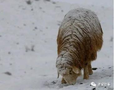 老家的印象和往事 (老家的印象介绍)