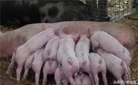 猪场这5个因素常常引猪腹泻，可以这样预防和治疗，效果很明！