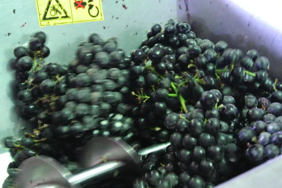 葡萄酒酿造过程需要多长时间,芒康葡萄酒酿造过程