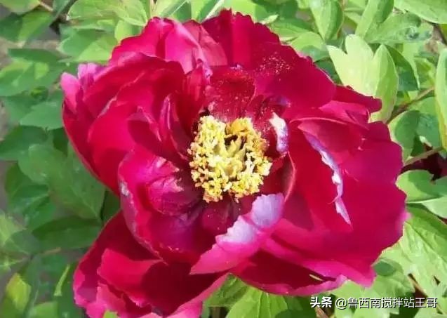 牡丹十大品种九大花系,牡丹进口品种图片及名称