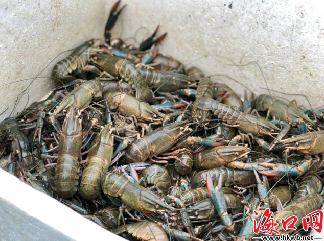 农村致富项目龙虾养殖,龙虾的养殖帮助农民增收