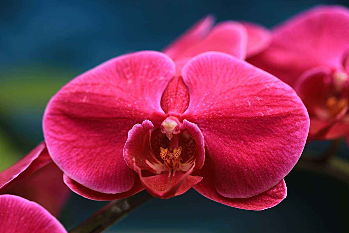 蝴蝶兰叶子发黄原因和处理方法,蝴蝶兰叶子发黄的处理方法