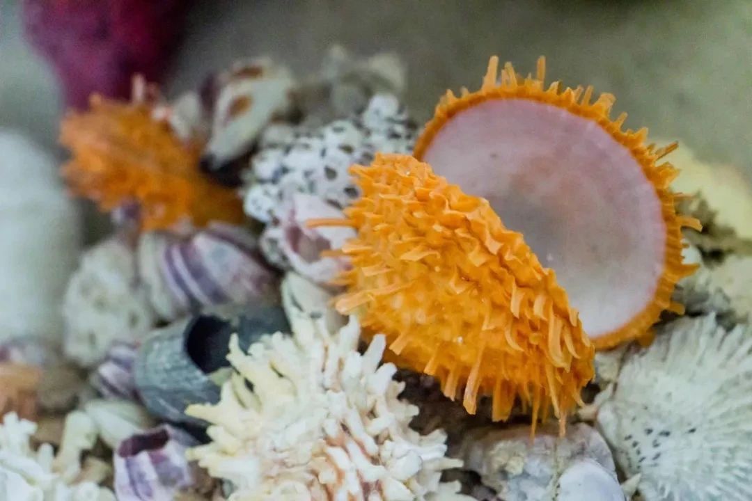 深圳这27个热门游玩地，坐2号线全都能到