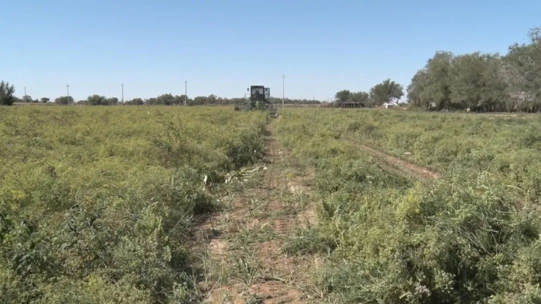 奇台县西地镇旱沟村种植3000亩小茴香喜获丰收
