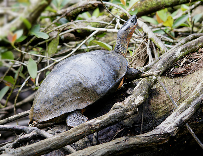 水陆两栖龟选什么龟,水陆两栖龟陆龟怎么区别