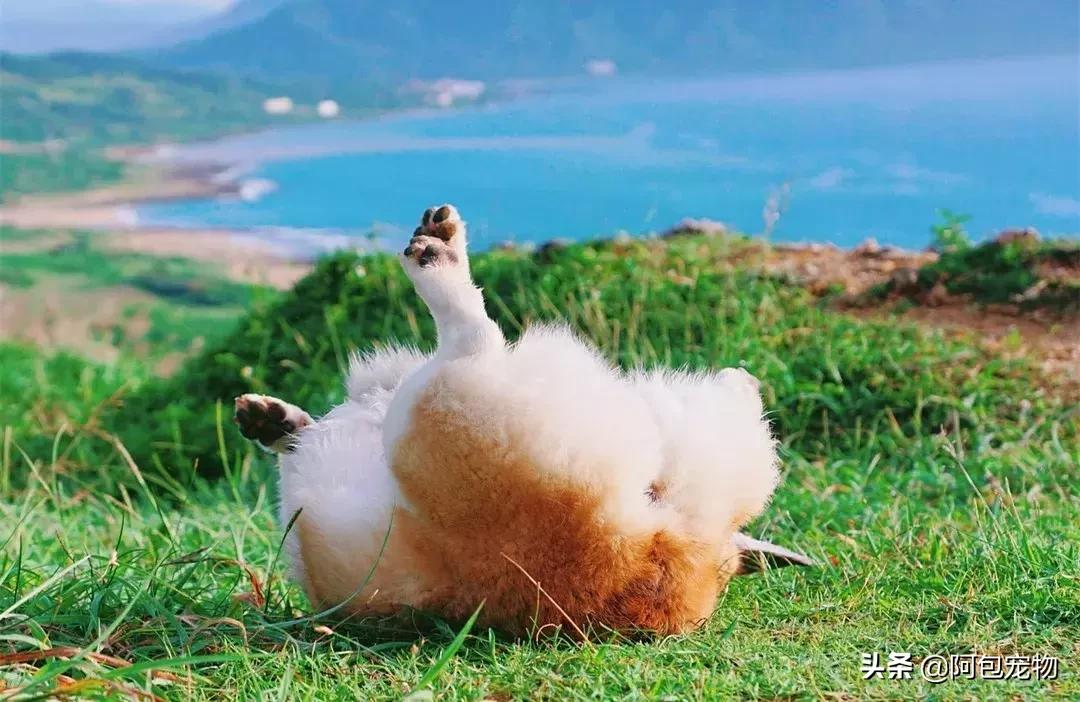 2019柯基国家展,首届柯基