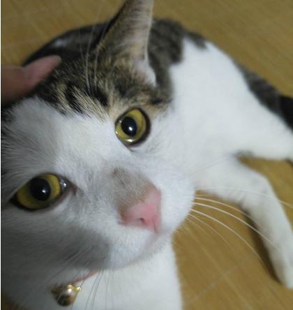 猫咪生病的12种表现铲屎官必知,铲屎官注意猫咪这个部位也需护理