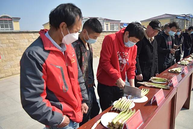 河南上蔡:诞生“芦笋王”单棵拍卖300元