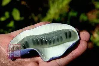 世界稀奇水果品种大全,世界热带奇特水果品种介绍