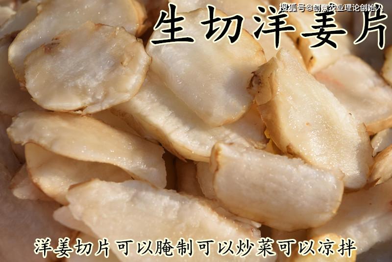 盆栽洋姜的方法,家庭种洋姜的正确方法